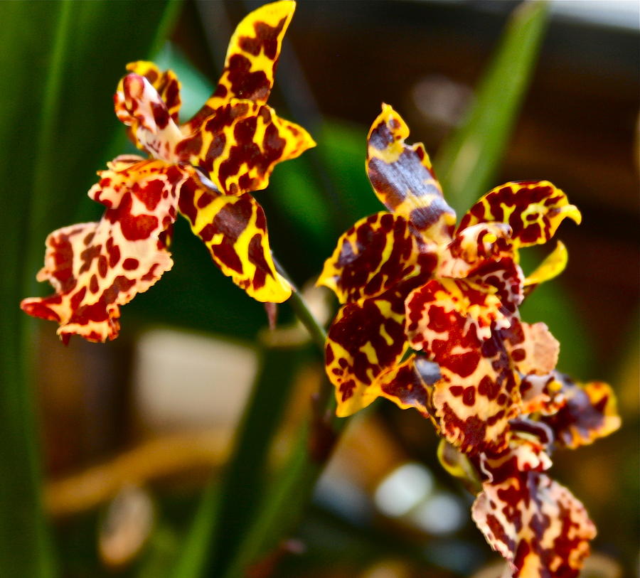 Orchid Photograph - Leopard Orchid by Ruth Edward Anderson