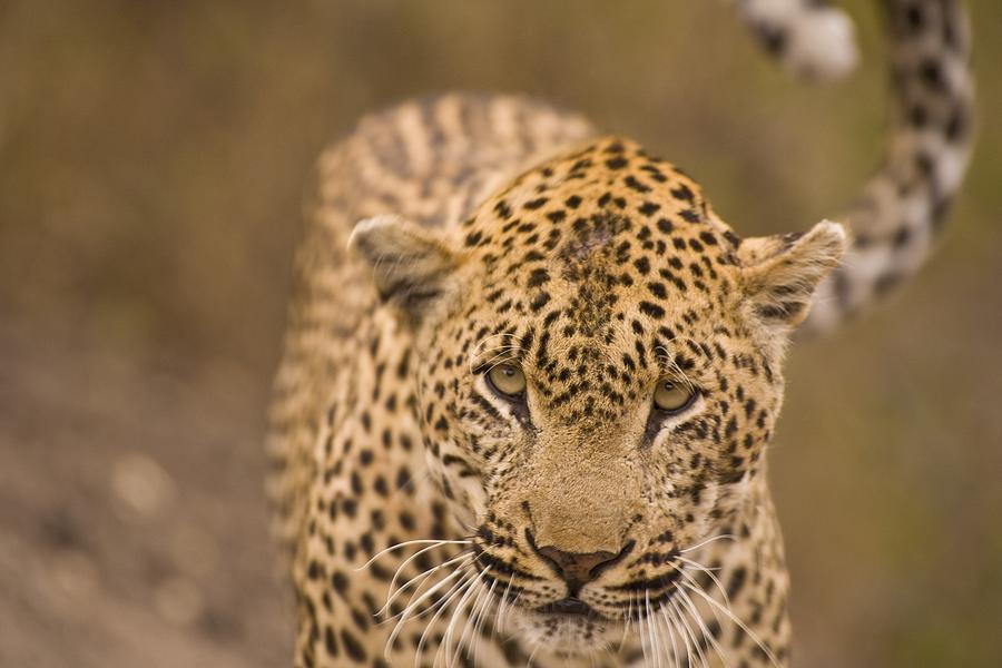 Leopard Panthera Pardus, Arathusa Photograph by Stuart Westmorland ...