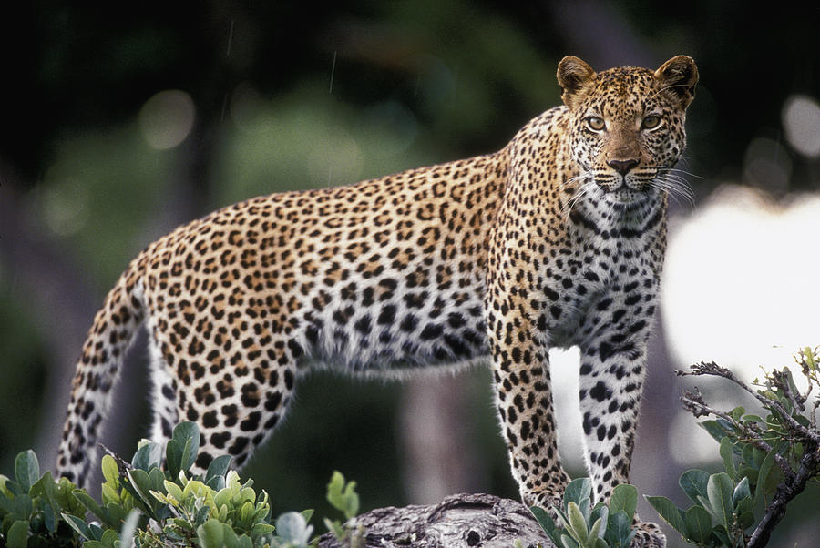Leopard Panthera Pardus Female Photograph by Gerry Ellis