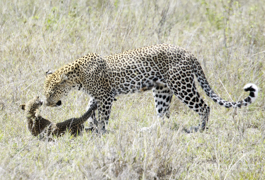 Leopard Panthera pardus Photograph by Gilad Flesch