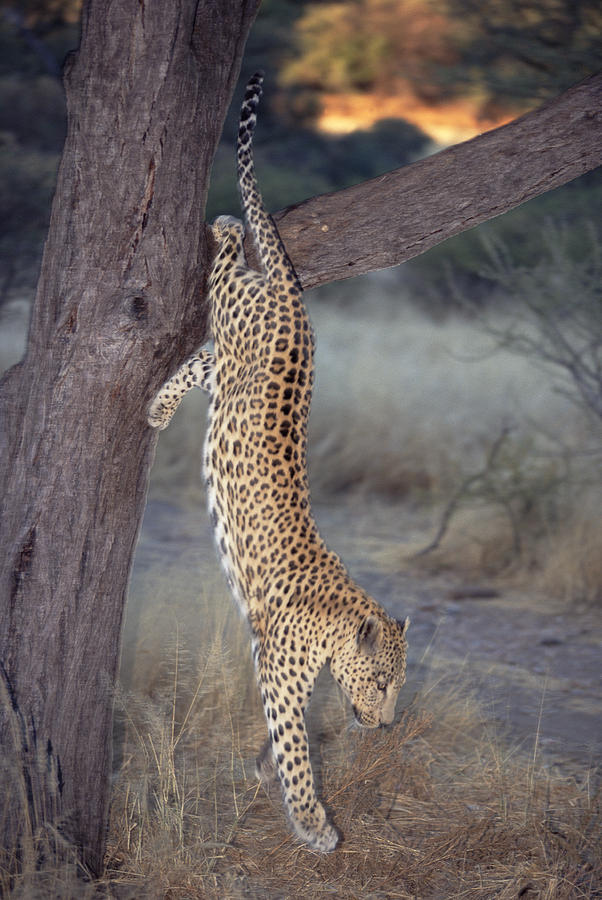 Leopard Panthera Pardus Leaping Photograph by Konrad Wothe