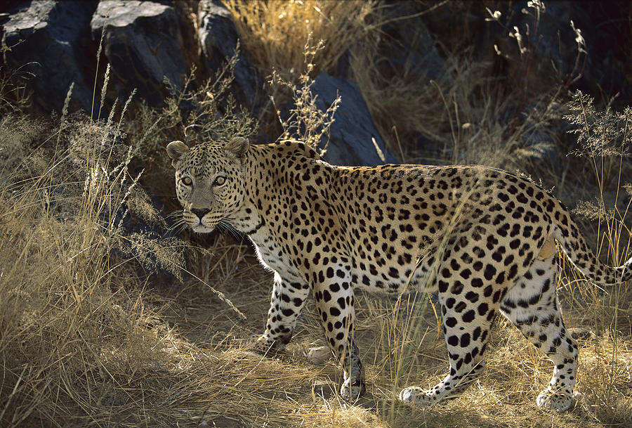 Leopard Panthera Pardus Moving Photograph by Konrad Wothe