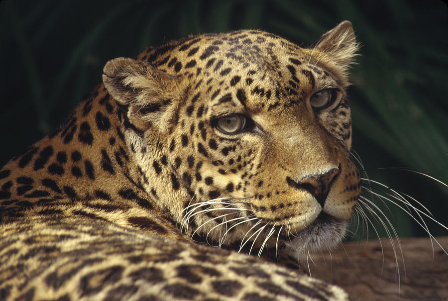 Leopard Panthera Pardus Portrait Photograph by Gerry Ellis