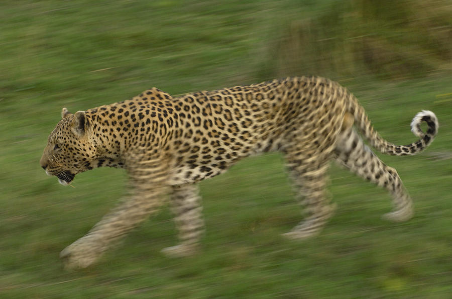 Leopard Panthera Pardus Walking, Africa Photograph by Pete Oxford