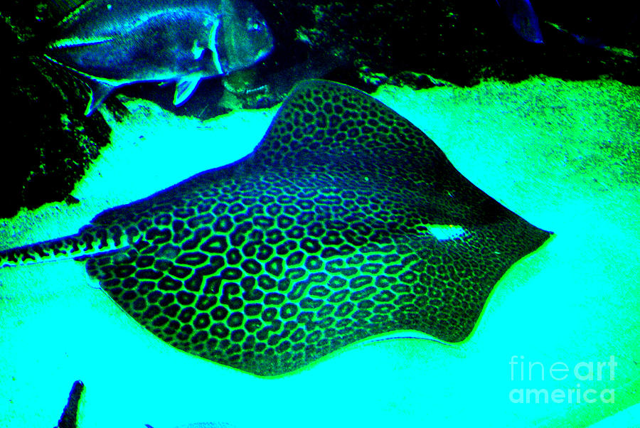 ripple leopard ray