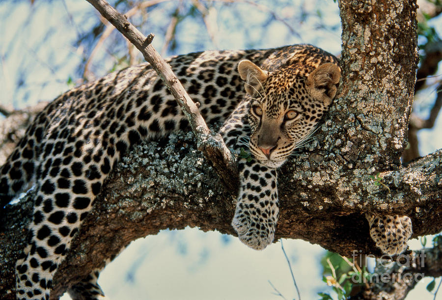 Leopard Resting In Tree Photograph by Greg Dimijian