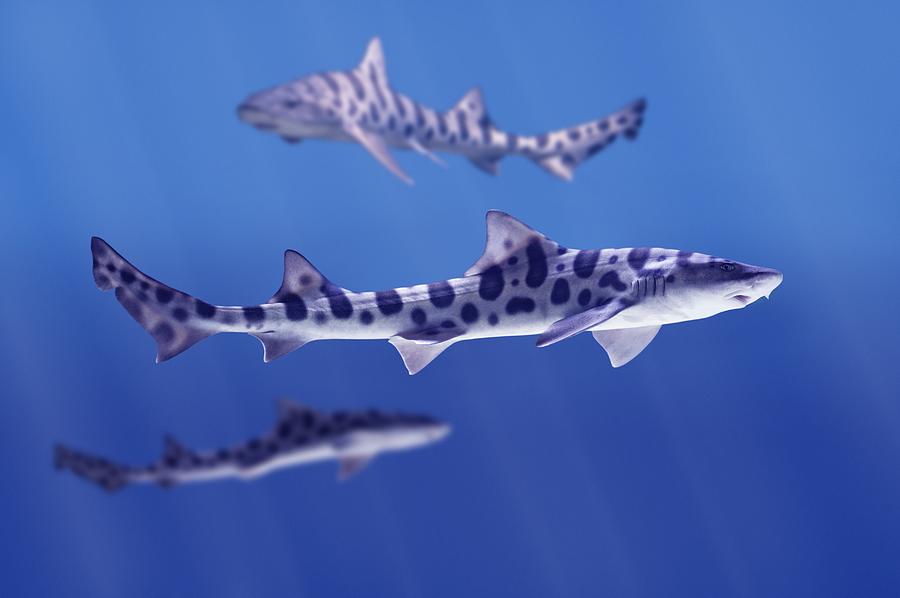 zebra shark clipart