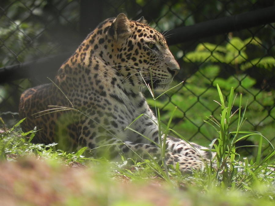 Leopard Photograph by Siddarth Rai - Fine Art America