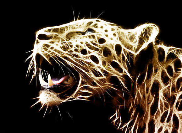 Leopard Spots Digital Art by Lloyd Street - Fine Art America