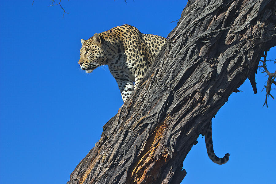 Leopard Staring Intently Namibia Photograph by David Kleinsasser