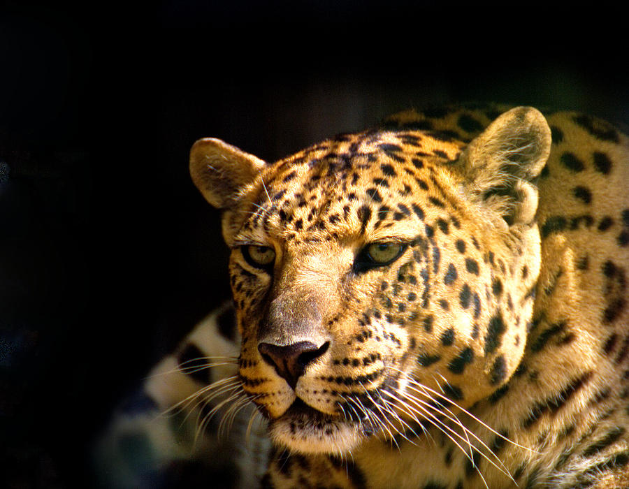Leopard Photograph by Suanne Forster