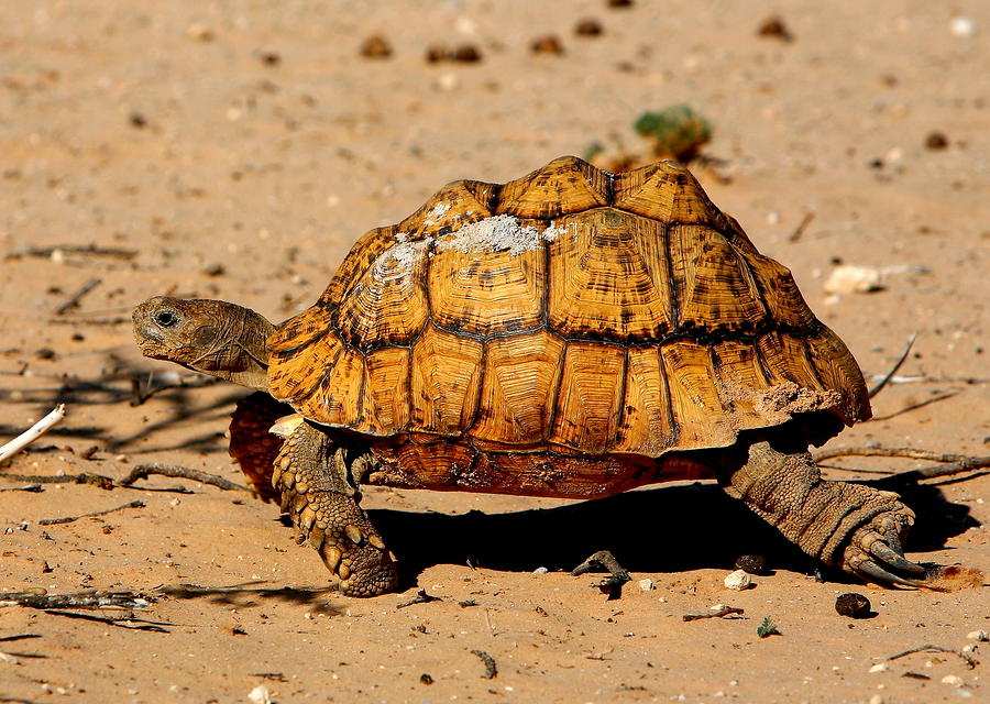 Turtle Photograph - Leopard Tortoise by Bruce J Robinson