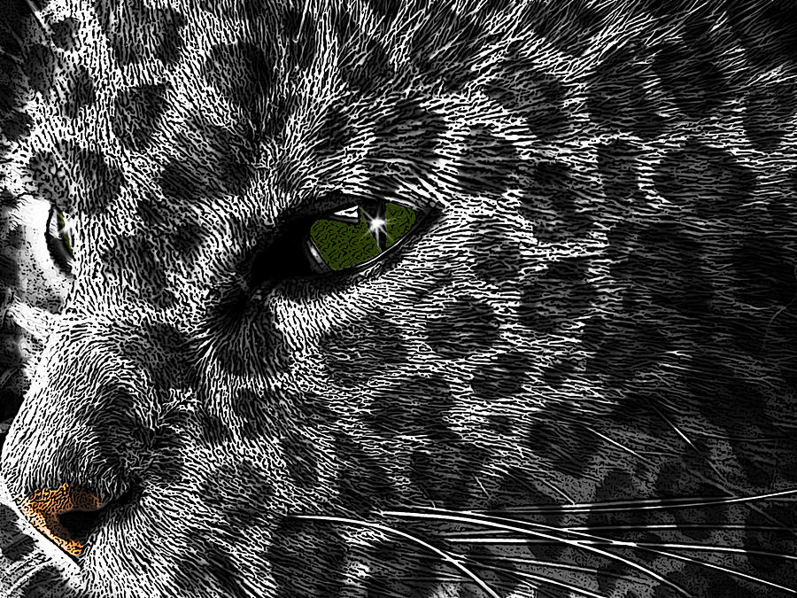 Leopard Within Photograph by Teri Schuster