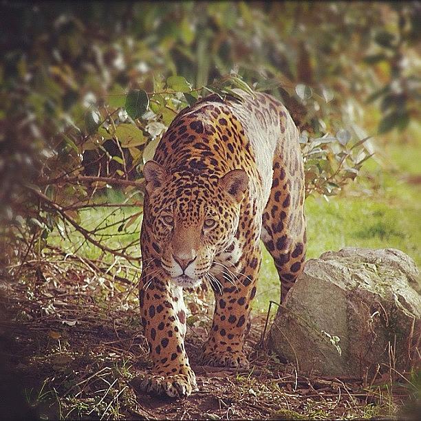 Nature Photograph - #leopardo #leopard #cougar #chester by Michelangelo Girardi