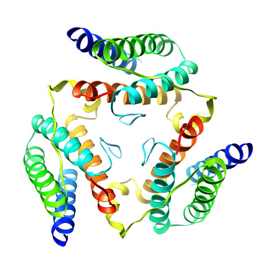 Leptin Hormone Molecule Photograph by Laguna Design