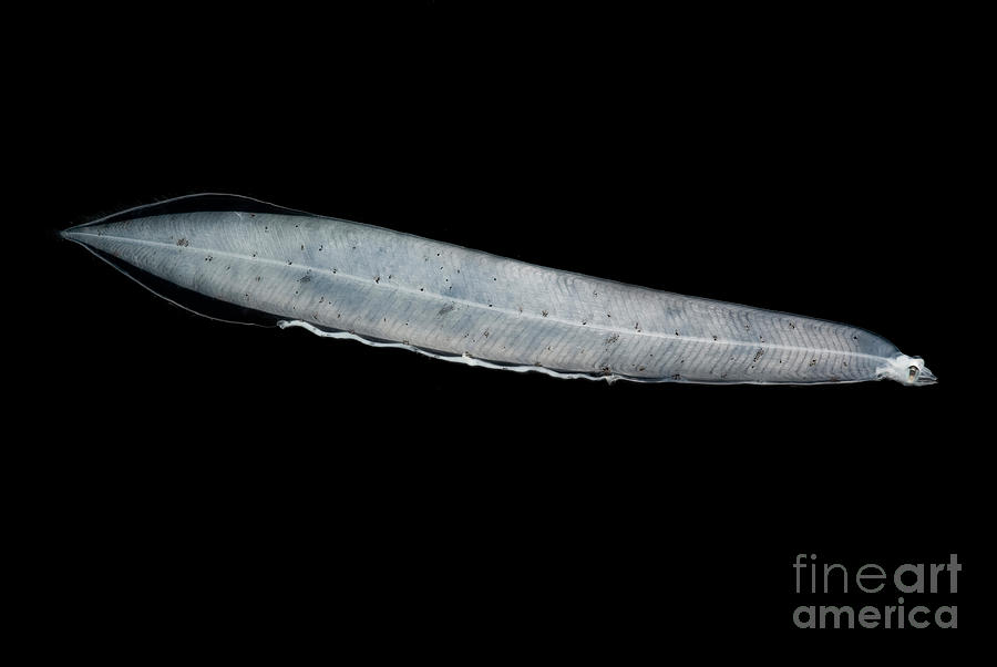 Leptocephalus Larva Photograph by Dant Fenolio
