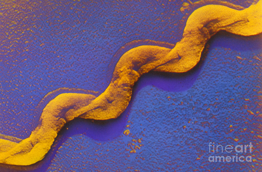 Leptospira Photograph by Omikron