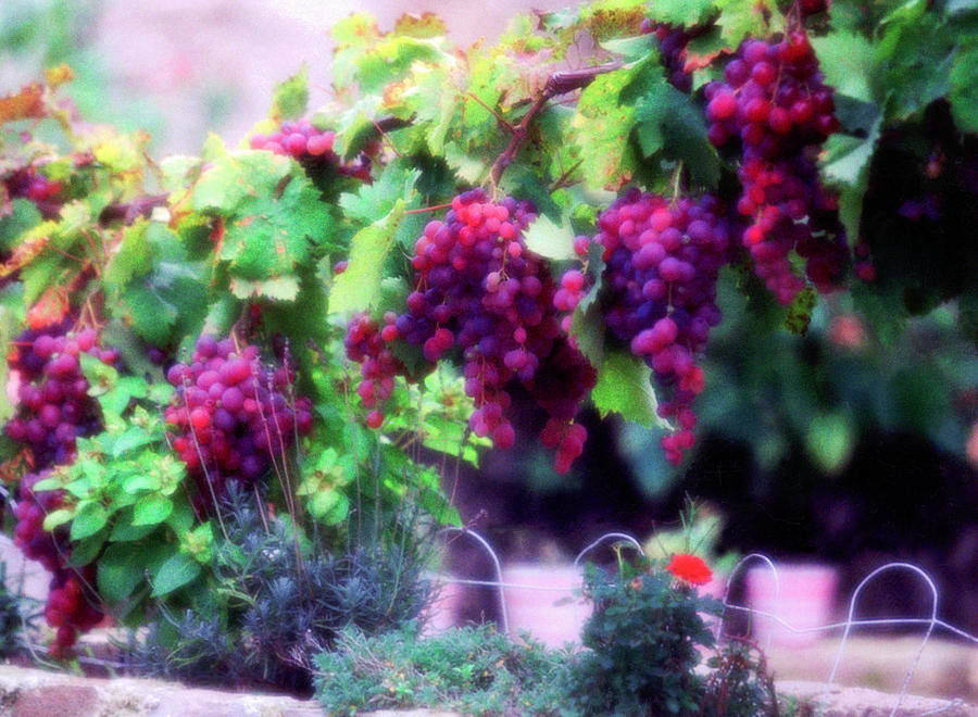 Grape Photograph - Les Raisens by John Galbo