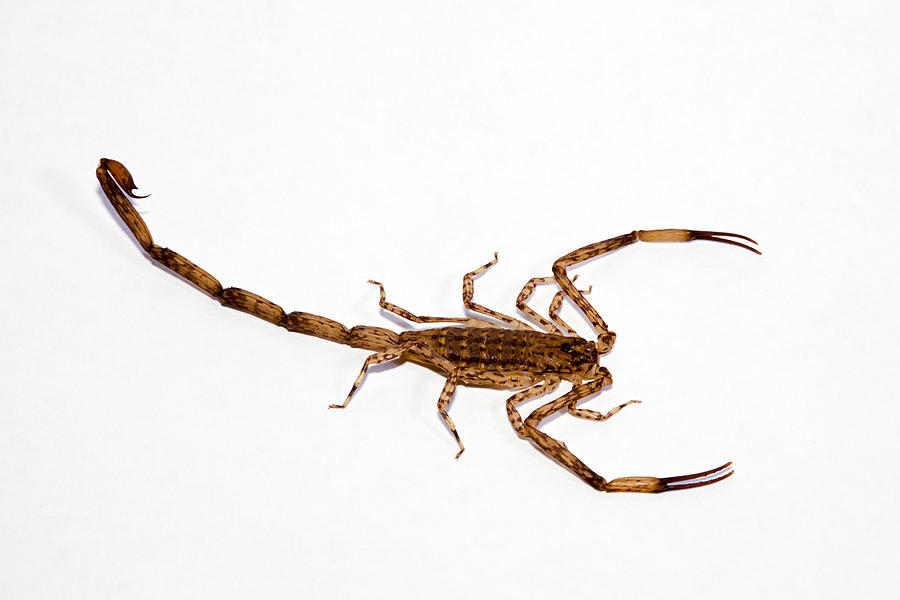 Wildlife Photograph - Lesser Brown Scorpion by Dave Fleetham