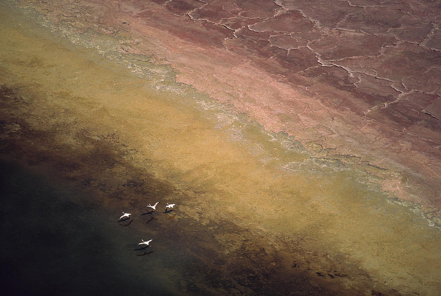 Lesser Flamingo Flock Of Four Flying Photograph by Tim Fitzharris