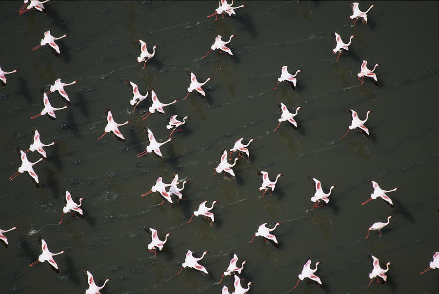 Lesser Flamingo Flock Taking Flight Photograph by Tim Fitzharris