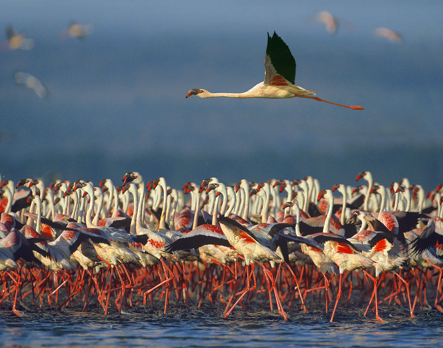 Lesser Flamingo Flying Over Flock Lake Photograph by Tim Fitzharris