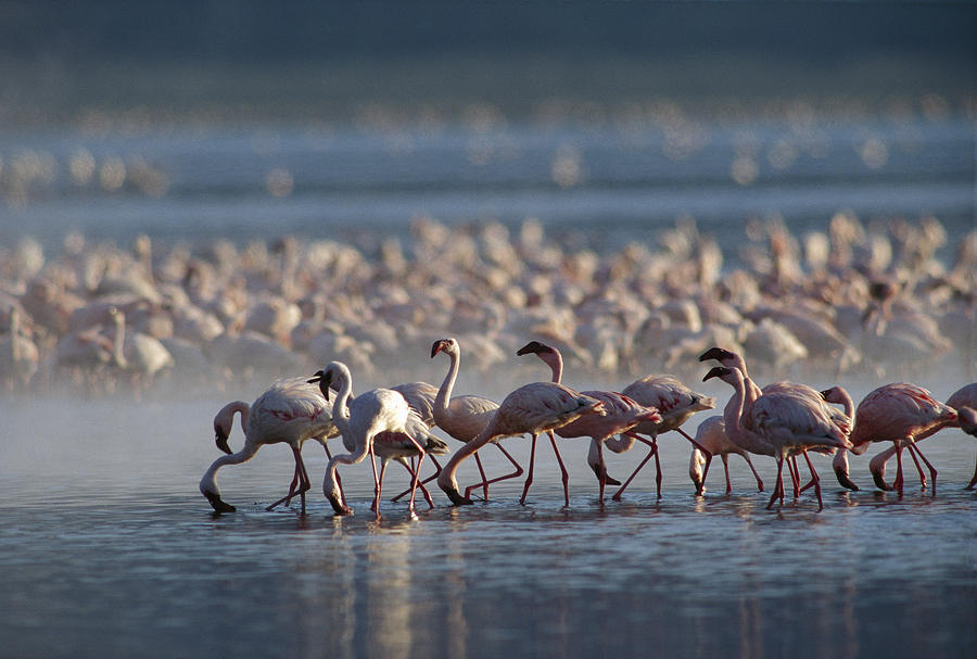 Lesser Flamingo Group Feeding Enmass Photograph by Tim Fitzharris