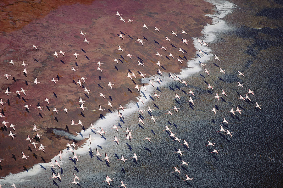 Lesser Flamingo Group Flock Flying Photograph by Tim Fitzharris