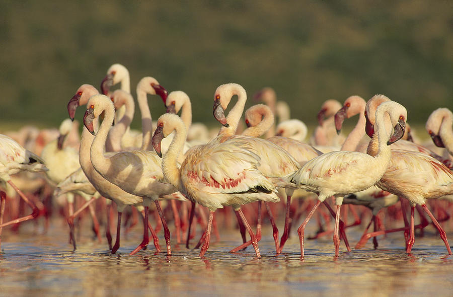 Lesser Flamingo Group Parading Photograph by Tim Fitzharris