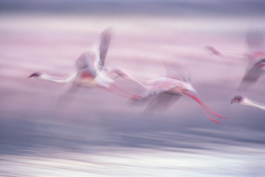 Lesser Flamingo Phoenicopterus Minor Photograph by Gerry Ellis
