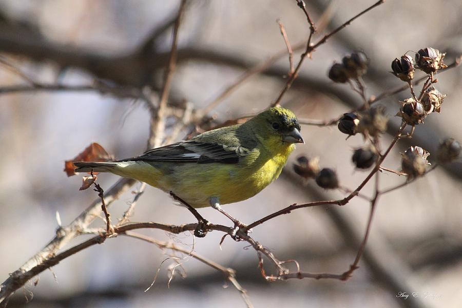 Lesser Goldfinch Photograph by Amy Gallagher