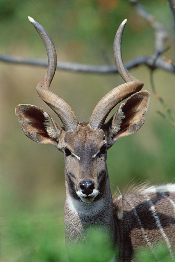 Lesser Kudu Tragelaphus Imberbis Photograph by Konrad Wothe