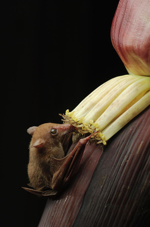 Lesser Long-tongued Fruit Bat Photograph by Chien Lee