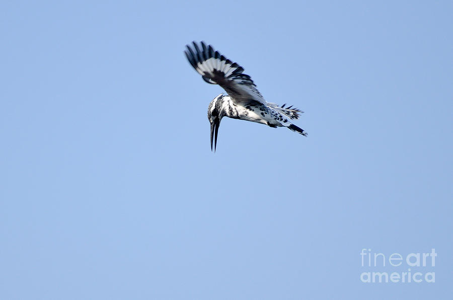 Lesser Pied Kingfisher Photograph by Fotosas Photography
