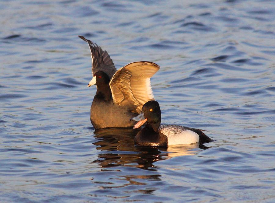 Lesser Scaup and American Coot Being Pals Photograph by Jeanne Andrews