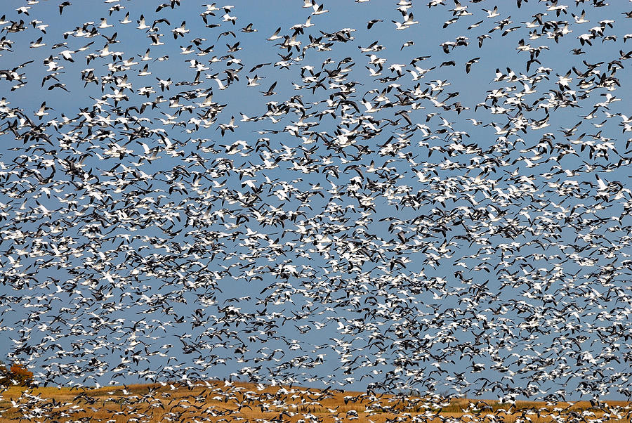 Goose Photograph - Lesser Snow Geese Migration by Tony Beck
