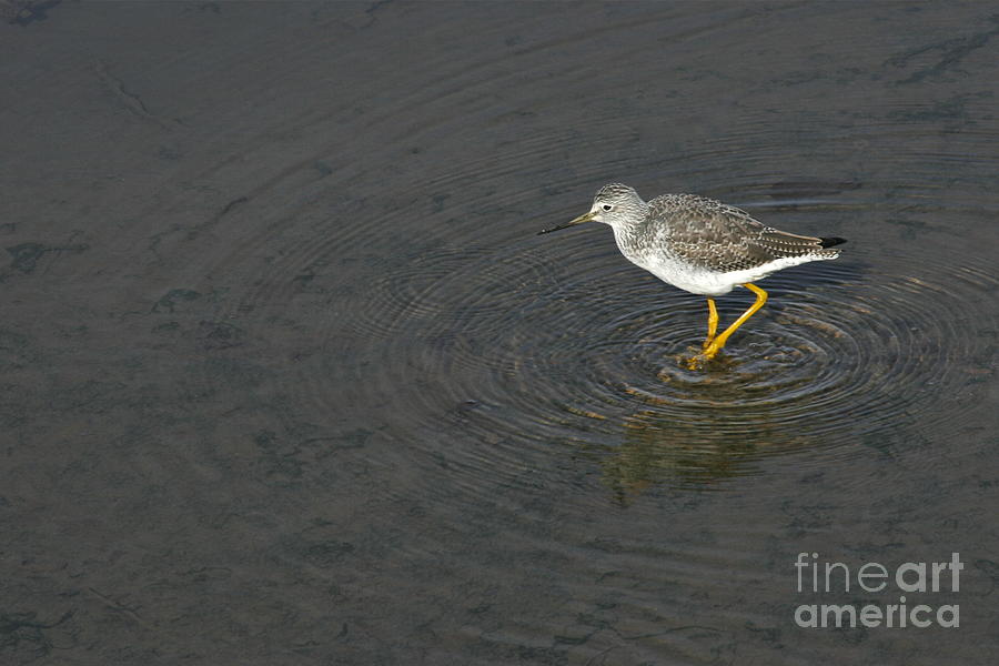 Lesser Yellowlegs Photograph by Sean Griffin