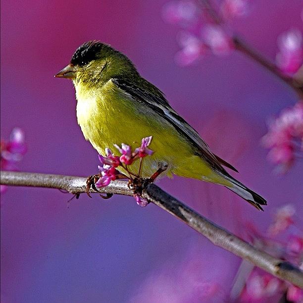 Animal Photograph - #lessergoldfinch #finch #nature #yellow by Raul Roa