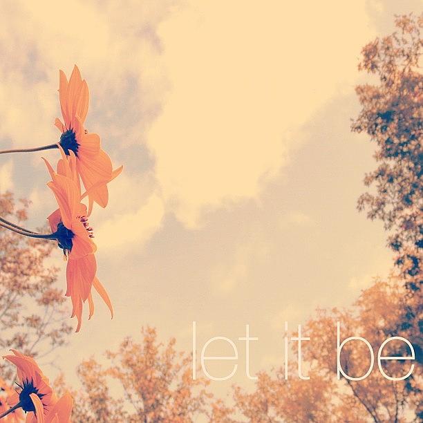 Daisy Photograph - Let It Be. #daisy #flower #sky #cloud by Jenna Luehrsen