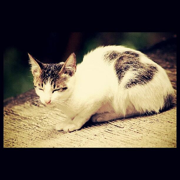 Cat Photograph - Let Me Close My Eyes Just To Feel Fresh by Dara Mutia