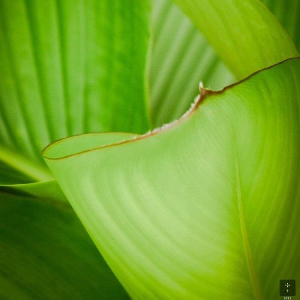 Nature Photograph - Let Me Tell You A Story From The #green by The Art.box