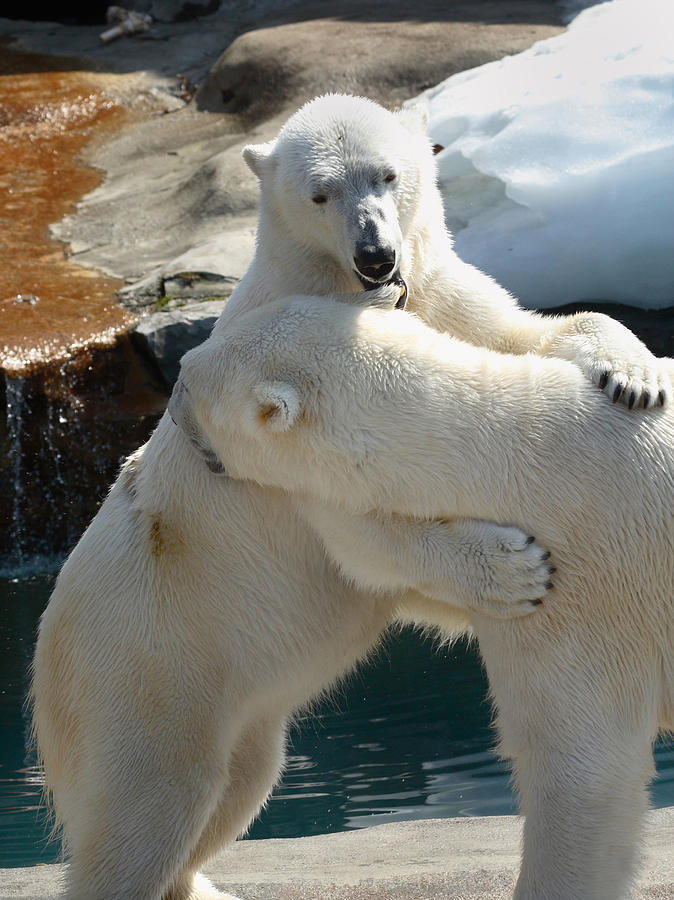 Let Me Whisper In Your Ear Photograph by Cindy Haggerty