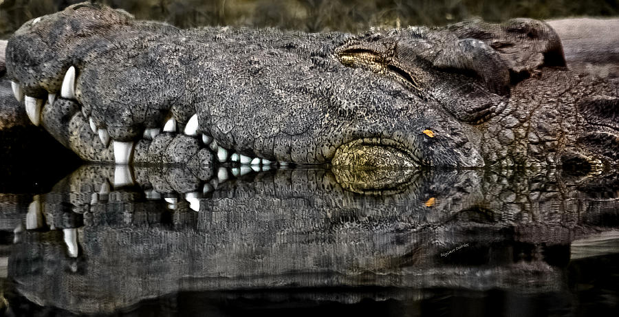 Let Sleeping Crocs Lie Photograph by DigiArt Diaries by Vicky B Fuller