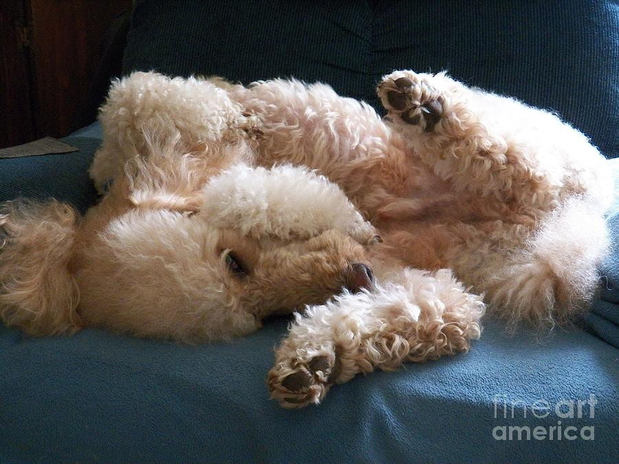 Let Sleeping Dogs Lie Photograph by Judy Via-Wolff