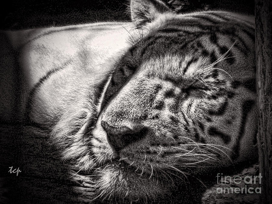 Let Sleeping Tiger Lie Photograph by Traci Cottingham