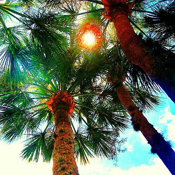Love Photograph - Let The Sun Shine Through #palmtrees by Melissa Fleming
