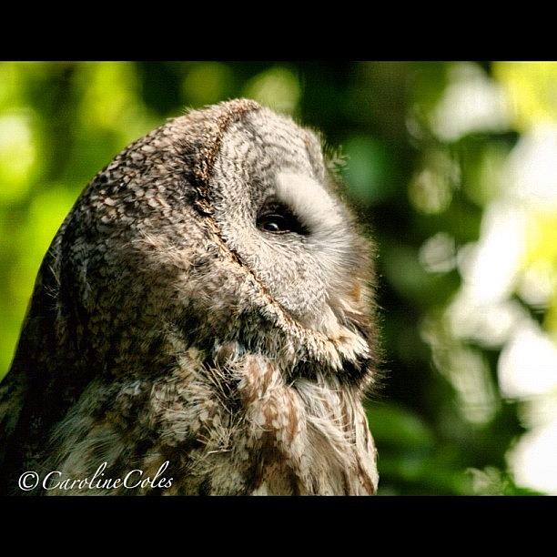 Owl Photograph - Let There Be Light! #owl #birdlover by Caroline Coles