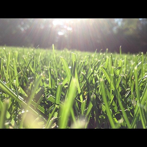 Green Photograph - Let Yourself Shine #grass#green#sunshine by Ally De Martini