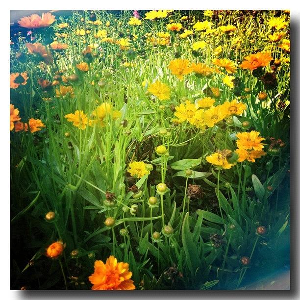 Summer Photograph - Lets Run Through Fields Of Flowers by Jeannie Starks