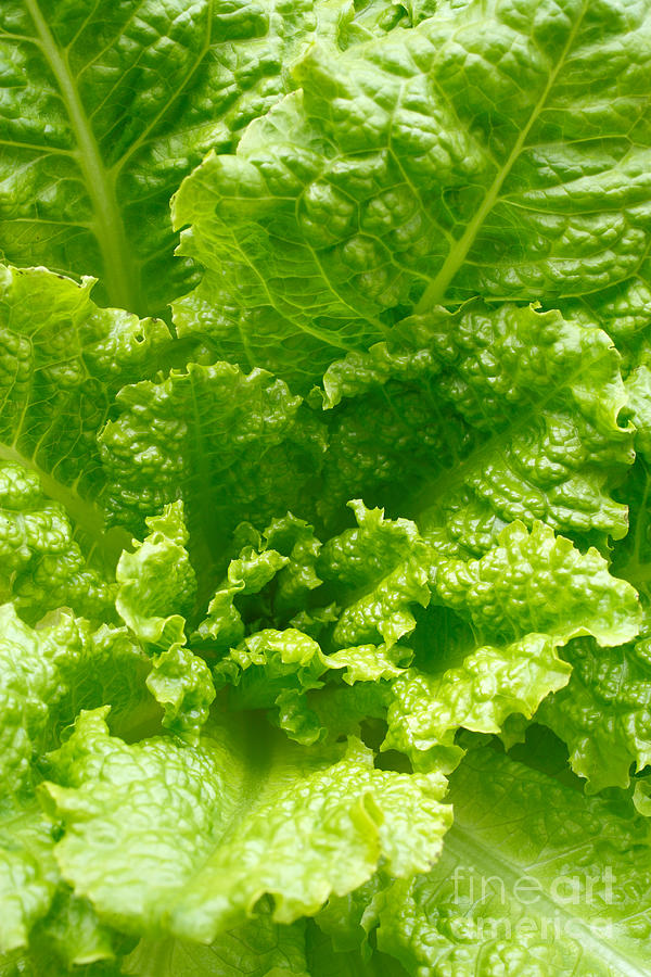 Lettuce Photograph - Lettuce closeup by Gaspar Avila